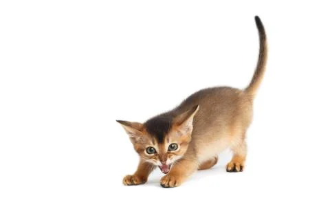 Abyssinian Kitty on Isolated White Background Stock Photos