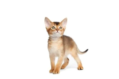 Abyssinian Kitty on Isolated White Background Stock Photos