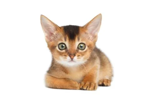Abyssinian Kitty on Isolated White Background Fotos de archivo