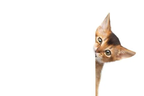 Abyssinian Kitty on Isolated White Background Stock Photos