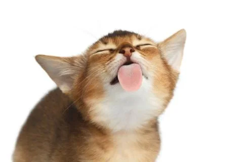 Abyssinian Kitty on Isolated White Background Stock Photos