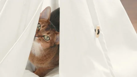 Abyssinian red cat hiding in white pet house Stock Footage 218404934