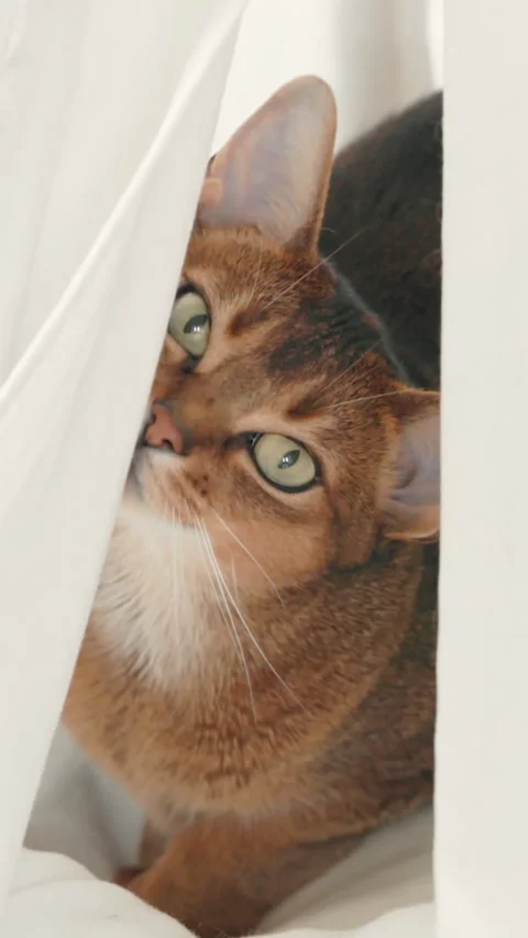 Abyssinian red cat hiding in white pet house Stock Footage 327482960