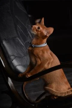 Abyssinian red cat Stock Photos