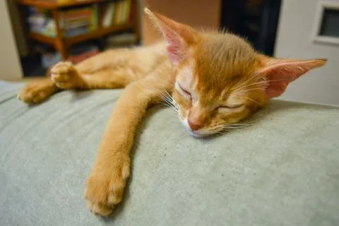 Abyssinian red kitten is sleeping Stock Photos