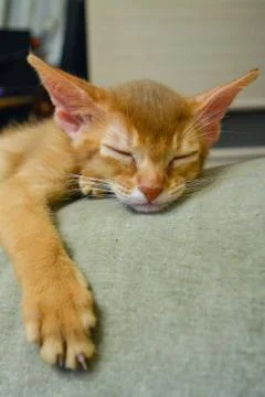 Abyssinian red kitten is sleeping Stock Photos