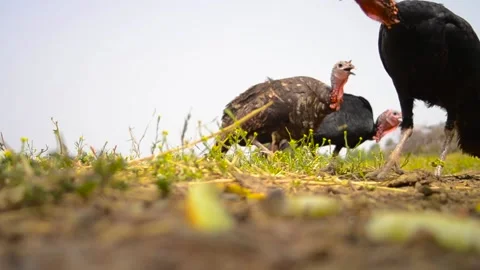 Abyssinian rooster Stock Footage 141446685