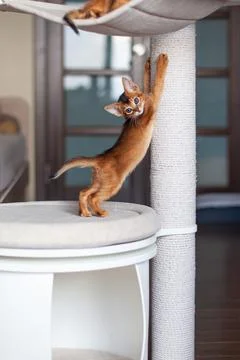 Abyssinian ruddy kitten sharpening claws on scratching post. Stock Photos