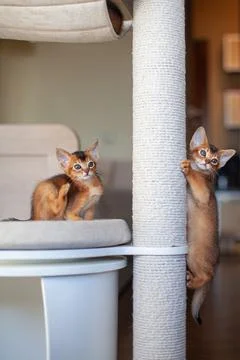Abyssinian ruddy kittens on scratching post. Stock Photos