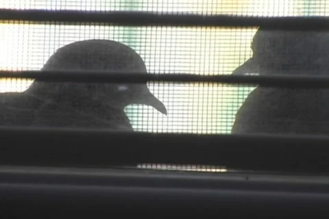 AC Mourning Doves Stock Footage 263893