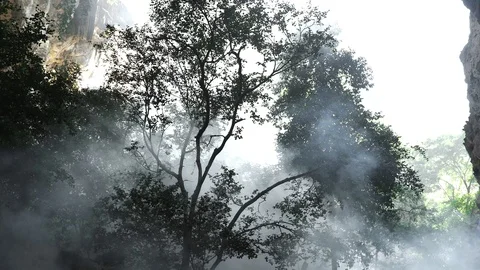 AC0043 fast speed reverseFast Speed Blowing Smoke in Forest Stock Footage 129305587