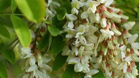 Acacia bee blooming close-up. Vídeos de archivo 157352465