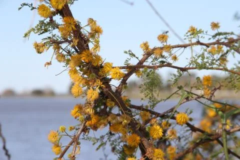 Acacia in bloom spring Stock Photos