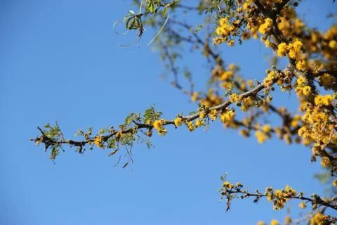 Acacia in bloom spring Stock Photos