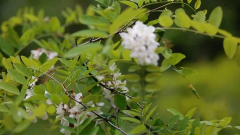 Acacia blossom. Springtime background Stock Footage 73088077