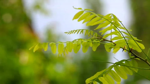 Acacia branch Video stock 768799