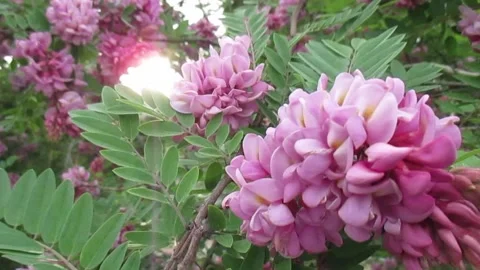 An acacia branch sways in the wind. Stock Footage 154940845