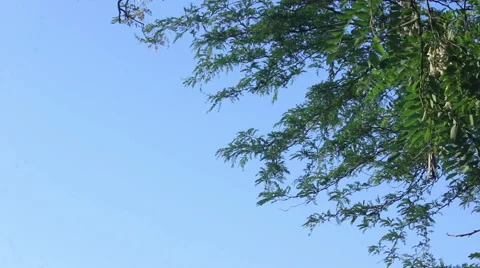 Acacia branches background Stock Footage 50587372