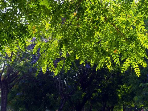 Acacia branches on the background of trees Stock Photos