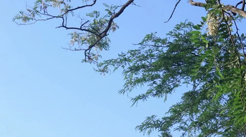 Acacia branches with sky view Stock Footage 50587378