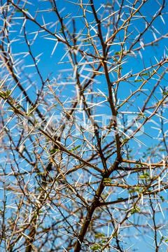 Acacia bush Stock Photos