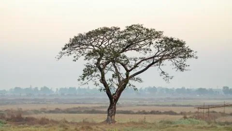 Acacia catechu (Khadira). Burma. Myanmar Stock Photos