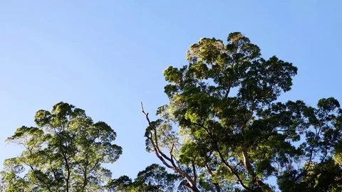 Acacia on a clear sky. Video stock 122873728