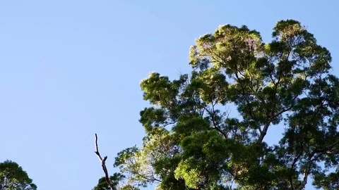 Acacia on a clear sky. Video stock 122873793