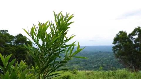 Acacia on a clear sky. Video stock 122873841