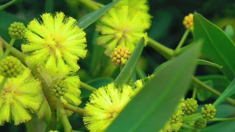 Acacia confusa Video stock 249747782