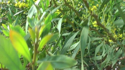 Acacia confusa Video stock 249747841