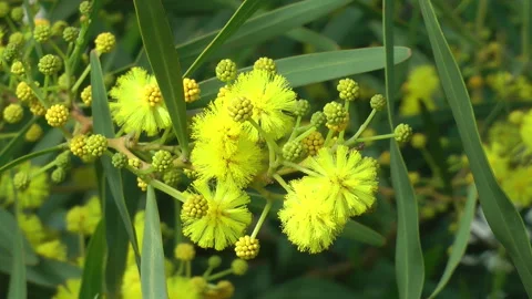 Acacia confusa Video stock 249747887