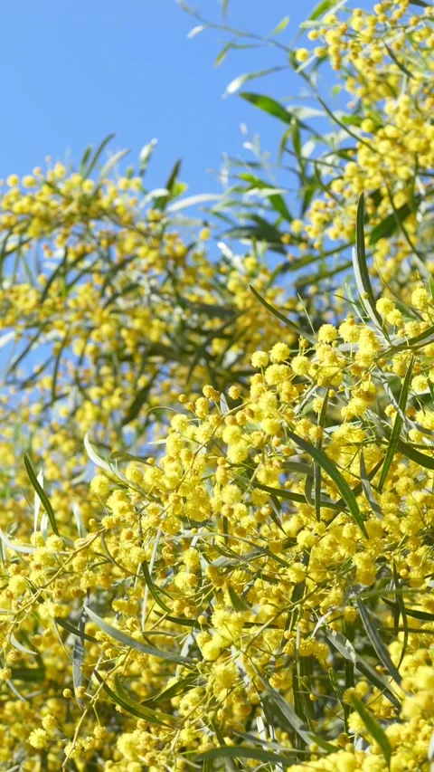 Acacia dealbata branches covered with bright mimosa flowers outdoors sway in Stock-Footage 331995895