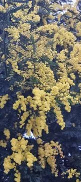 Acacia dealbata Stock Photos