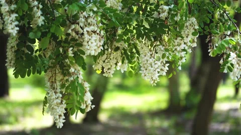 Acacia flowers develop in the wind on a summer day Stock Footage 165430404