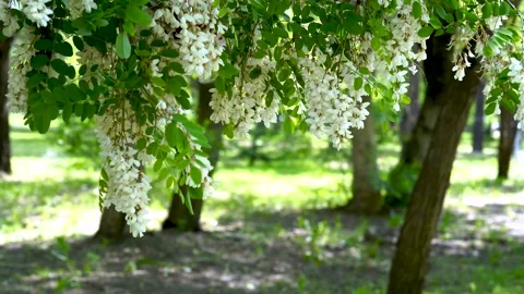 Acacia flowers develop in the wind on a summer day Stock Footage 165430495