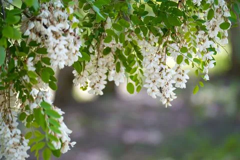 Acacia flowers develop in the wind on a summer day Stock Photos