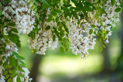 Acacia flowers develop in the wind on a summer day 库存照片