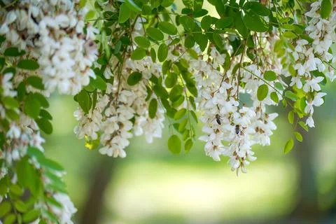 Acacia flowers develop in the wind on a summer day Stock Photos
