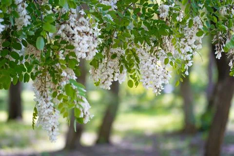 Acacia flowers develop in the wind on a summer day 库存照片