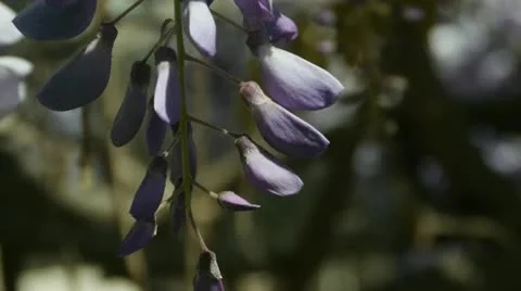 Acacia flowers 스톡 동영상 18196084