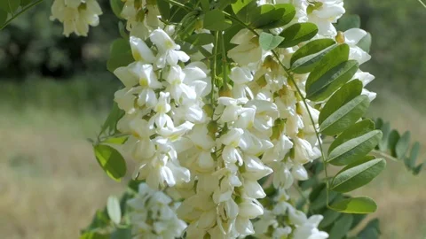 Acacia flowers Stockbeeldmateriaal 93475002