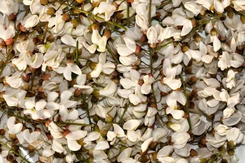 Acacia flowers Stock Photos