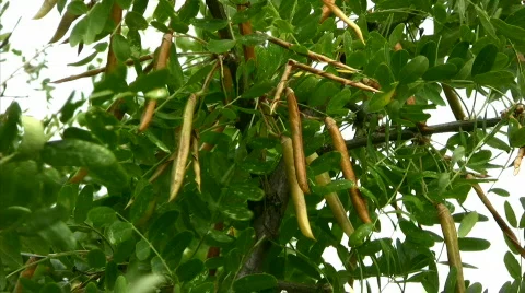 Acacia Stock Footage 813874