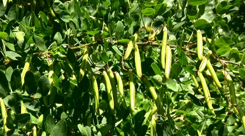 Acacia Stock Footage 855636