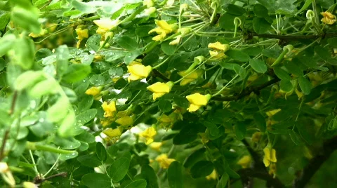 Acacia Stock Footage