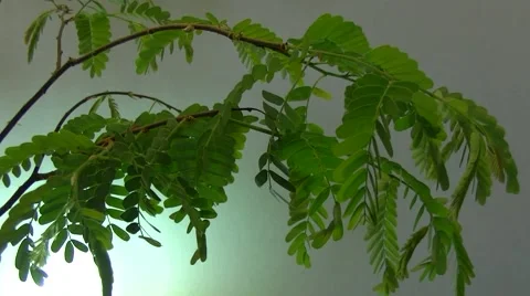 Acacia Stock Footage 6529267