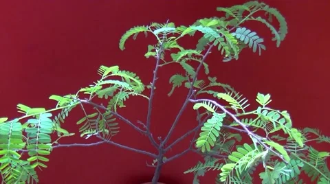 Acacia Stock Footage 6531451