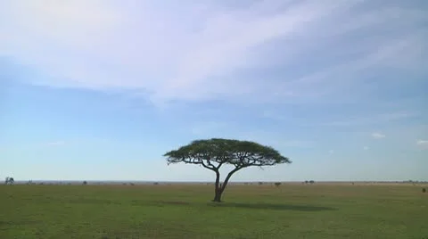 Acacia Stock Footage 10608239