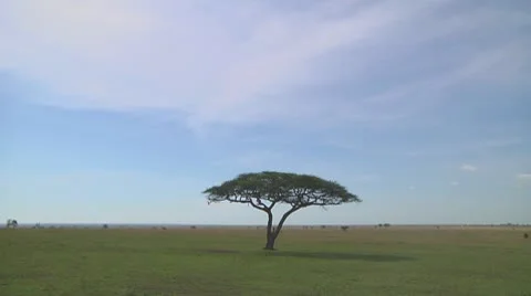 Acacia Видео 10704597